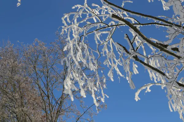 Low Angle Shot Frost Trees Blue Sky — Stock Photo, Image