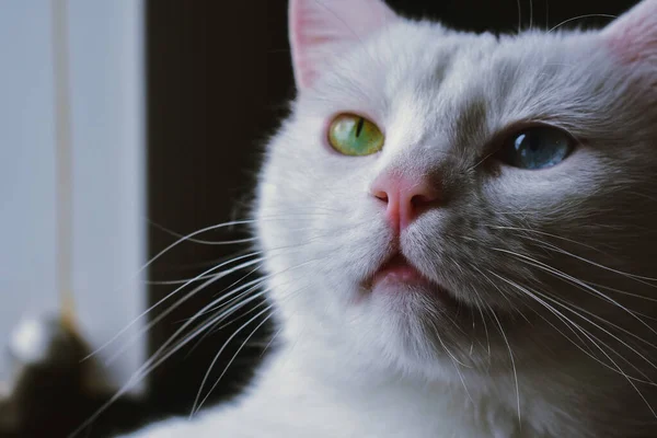Uma Foto Close Gato Van Branco Bonito — Fotografia de Stock