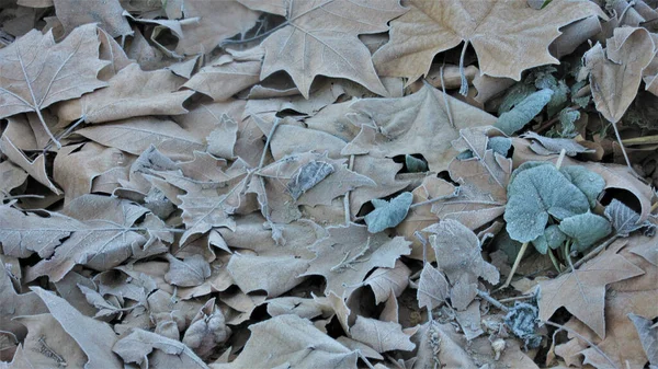 Closeup Shot Fallen Dried Leaves First Frost Winter — Stock Photo, Image