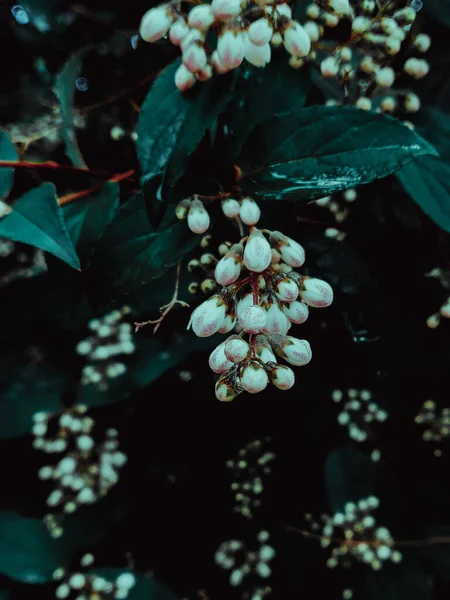 Närbild Bild Vita Blommor Knoppar Kvällen — Stockfoto
