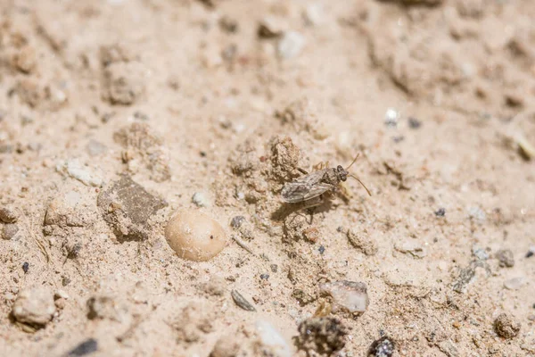 Een Close Shot Van Een Vlieg Grond — Stockfoto