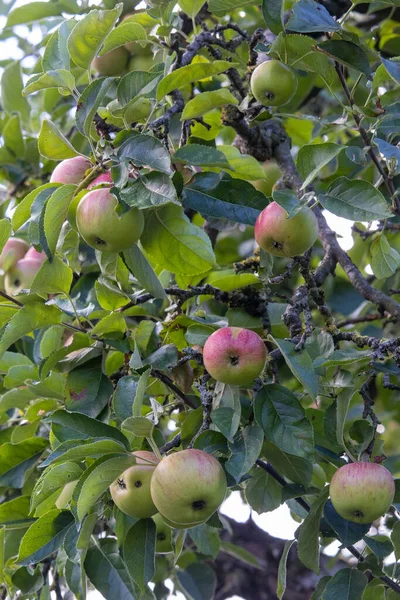 Pionowy Strzał Jabłek Gałęziach Drzew — Zdjęcie stockowe