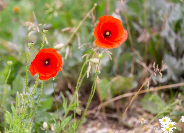 赤いケシの開花の選択的な焦点ショット — ストック写真