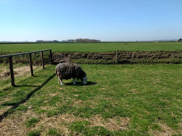 Una Pecora Herdwick Solitaria Pascolo Nel Mezzo Pascolo — Foto Stock