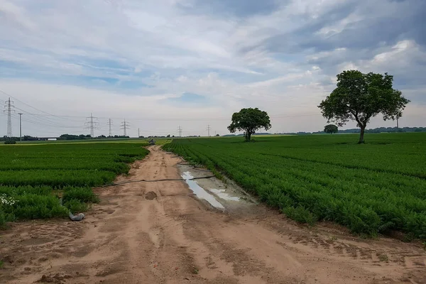 Una Vista Campo Zanahorias Con Camino Áspero Medio Bajo Cielo —  Fotos de Stock