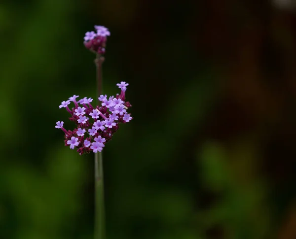 Primo Piano Fiore Verbena Con Sfondo Sfocato — Foto Stock