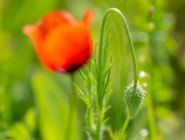 Вибірковий Фокусний Знімок Квітучого Червоного Маку — стокове фото
