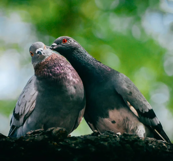 Bir Ağaca Tünemiş Iki Tatlı Kaya Güvercini Yakın Plan Çekimi — Stok fotoğraf