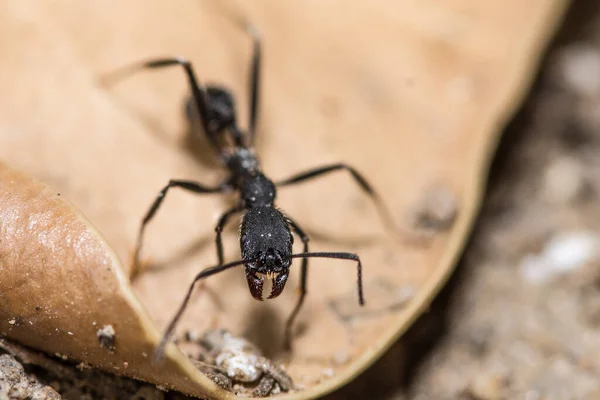 개미의 매크로 — 스톡 사진