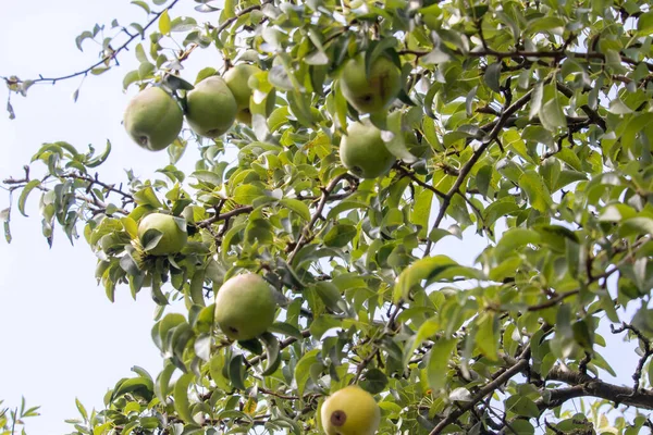 Closeup Shot Apples Tree Branches — Stock Photo, Image