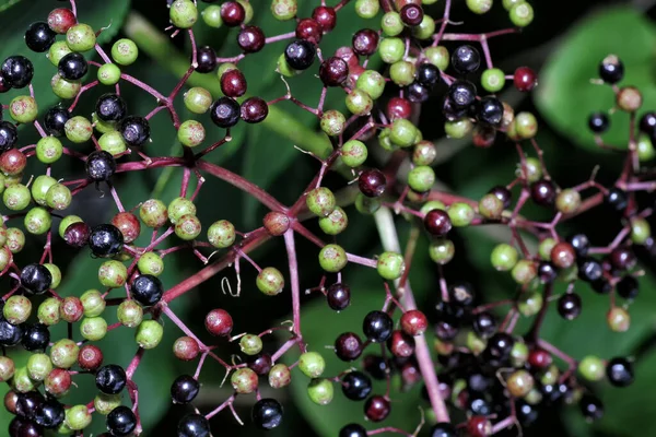 Zdjęcia Zbliżeniowe Roślin Bzu Czarnego — Zdjęcie stockowe