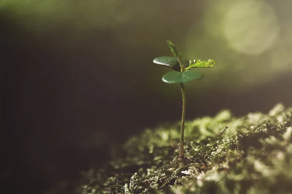식물의 부드러운 초점이 희망에 솟아오른다 — 스톡 사진