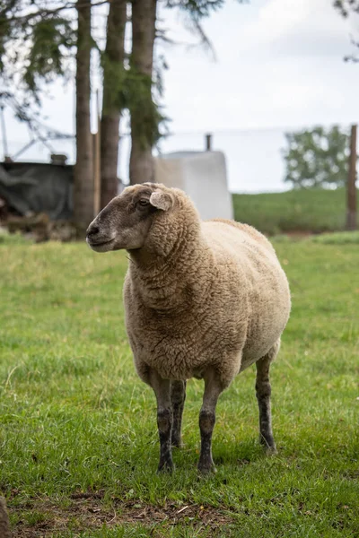 Vertikal Bild Ett Får Naturen — Stockfoto