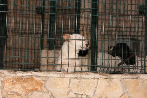Metal Bir Kafesin Içindeki Köpeklerin Seçici Odak Noktası — Stok fotoğraf