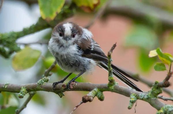 Selective Focus Shot Long Tailed Tit Perched Tree Branch — Stockfoto