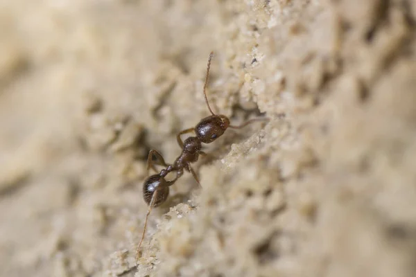 Yerdeki Bir Karıncayı Yakından Çek — Stok fotoğraf
