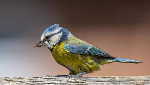 Closeup Shot Eurasian Blue Tit Perched Wooden Branch — Stock fotografie