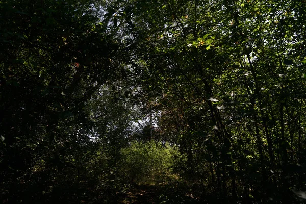 Beautiful Shot Dense Messy Forest Foliage Summer — Stock Photo, Image