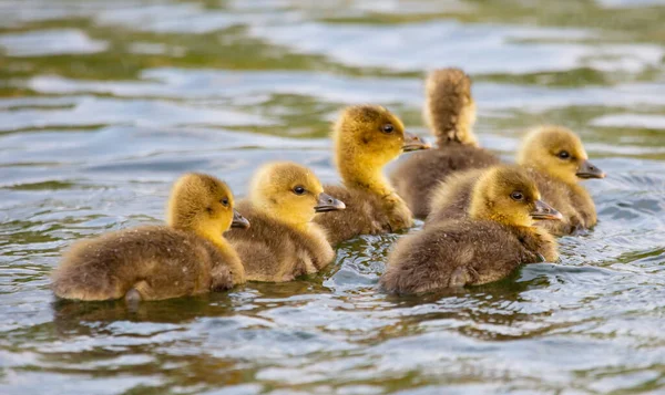 Primer Plano Patos Bebé Nadando Lago —  Fotos de Stock