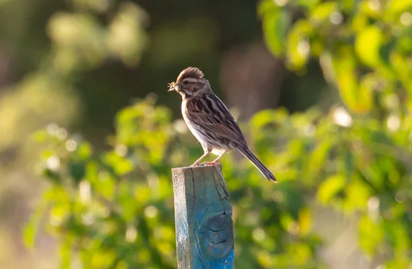 Closeup Shot Cute Sparrow Perched Piece Wood — Stock Photo, Image