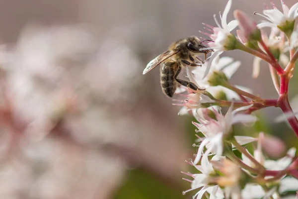 Bir Çiçekle Beslenen Bir Arının Seçici Odak Noktası — Stok fotoğraf
