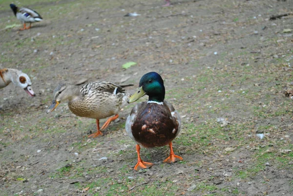 Closeup Shot Ducks Walking Park — Stock Photo, Image