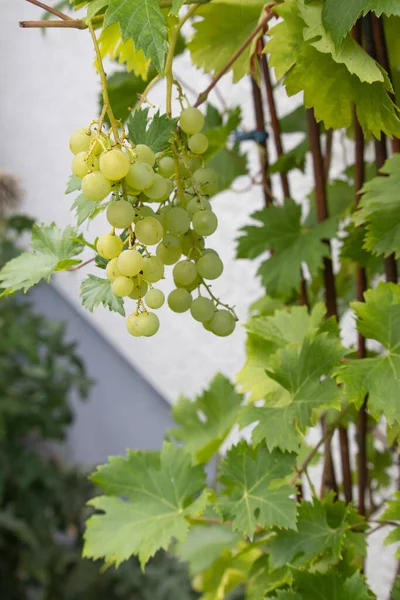 Ein Vertikaler Schuss Weißer Weinrebe — Stockfoto