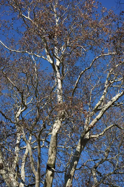 Vertikální Záběr Bezlistých Podzimních Větví Stromů — Stock fotografie