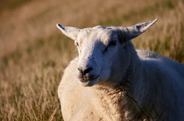 Крупним Планом Знімок Вівці Полі Заході Сонця — стокове фото