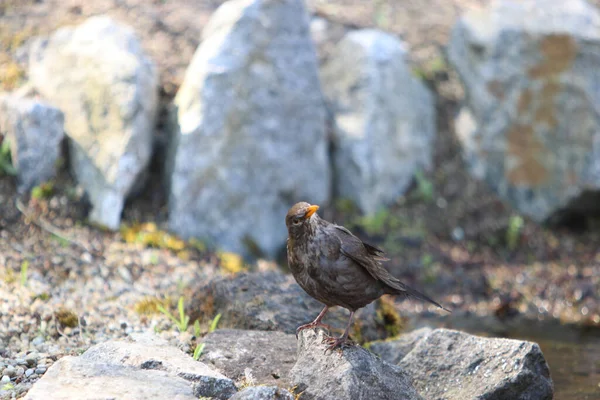 Primer Plano Pajarito Posado Sobre Una Roca —  Fotos de Stock