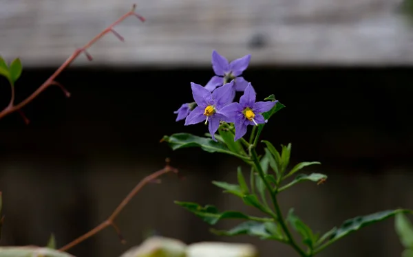 Sebuah Closeup Bunga Gentians — Stok Foto