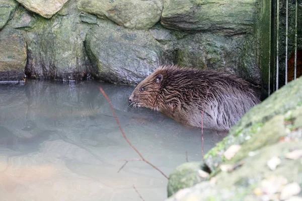 Een Close Shot Van Een Bever Het Water — Stockfoto