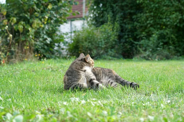 Gros Plan Chat Dans Une Prairie — Photo