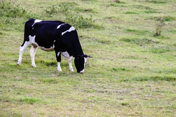 Uma Grande Vaca Preta Branca Pastando Campo — Fotografia de Stock