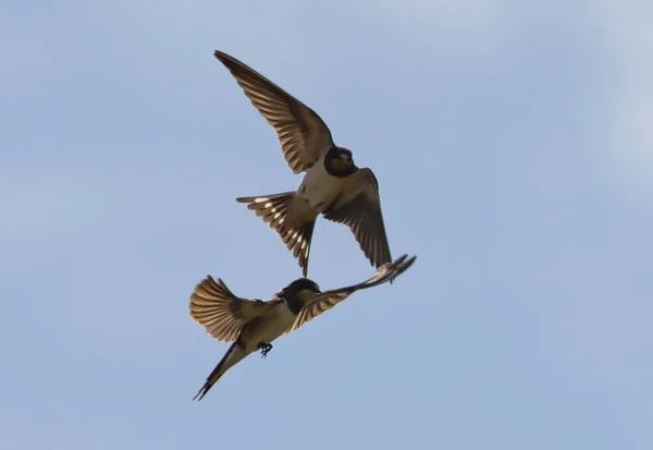 Low Angle Shot Flying Barn Swallows — Stock Photo, Image