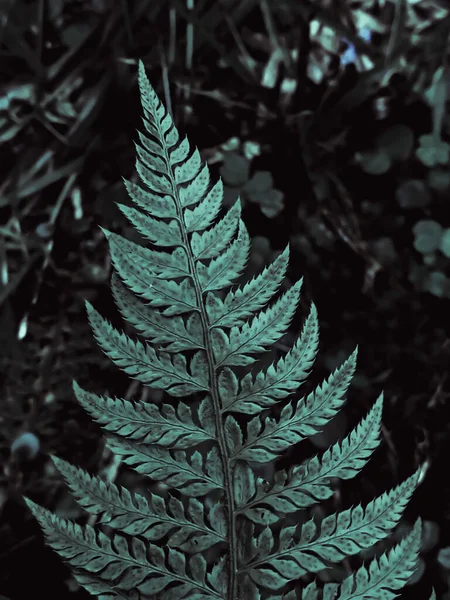 Primo Piano Verticale Una Felce Struzzo Verde Uno Sfondo Scuro — Foto Stock