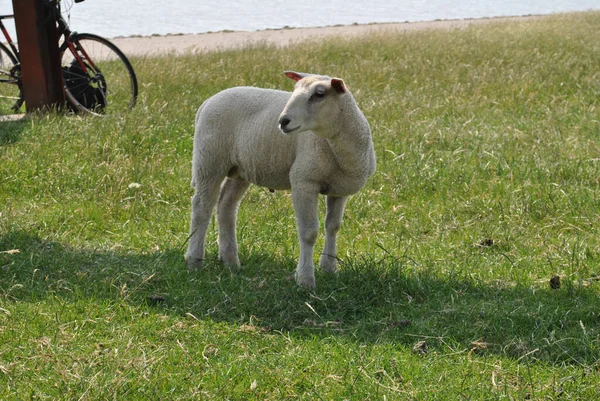 Roztomilé Hampshire Ovce Louce — Stock fotografie