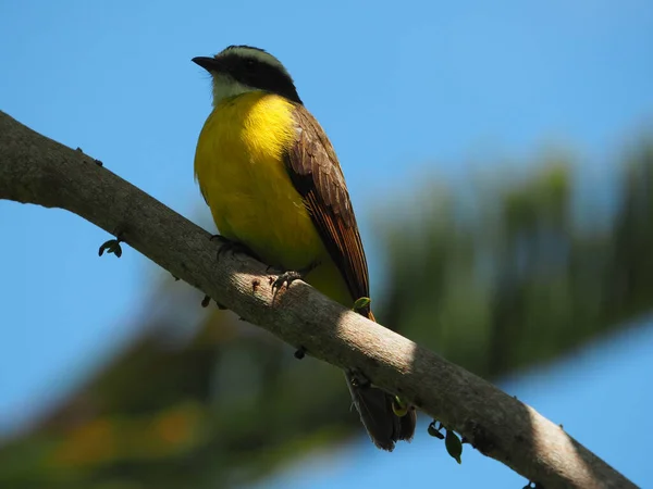 Großaufnahme Einer Schönen Großen Kiskadee Auf Einem Ast Bei Tageslicht — Stockfoto