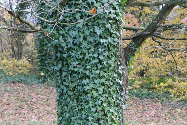 Eine Nahaufnahme Von Efeublättern Die Einen Baum Einem Wald Mit — Stockfoto