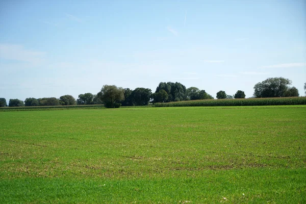 Summer Landscape View Field Fresh Grown Greenery — Stock Photo, Image