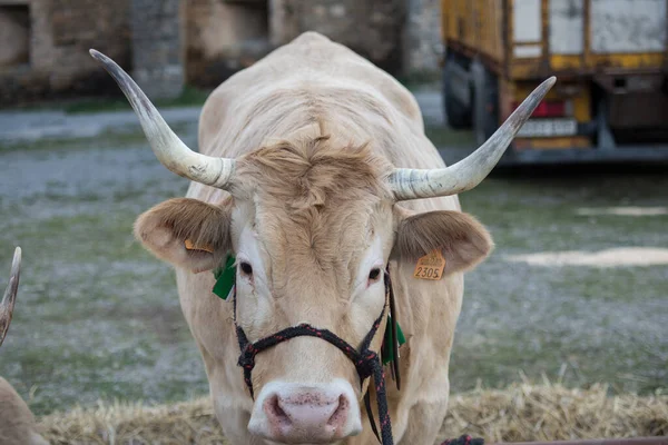 Primer Plano Una Vaca Marrón —  Fotos de Stock