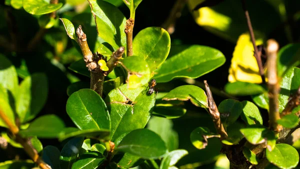 Großaufnahme Eines Insekts Auf Einem Grünblättrigen Baum — Stockfoto