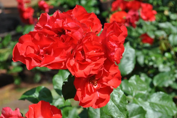 Detailní Záběr Krásné Červené Floribundy Růže Zahradě — Stock fotografie