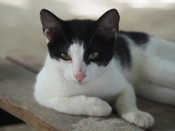 Portrait Gros Plan Chat Mignon Posé Sur Des Planches Bois — Photo