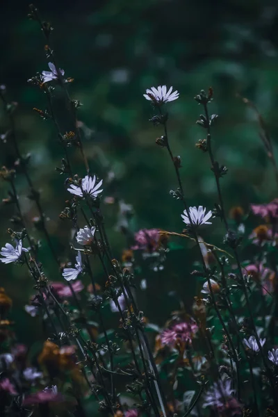 Eine Nahaufnahme Von Wildblumen Wald — Stockfoto