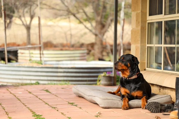 Adorable Rottweiler Lying Dog Bed Outdoors — Stock Photo, Image