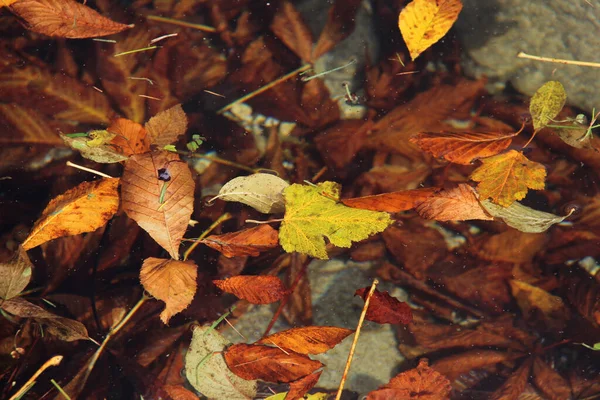 Detailní Záběr Podzimního Listí Zemi — Stock fotografie