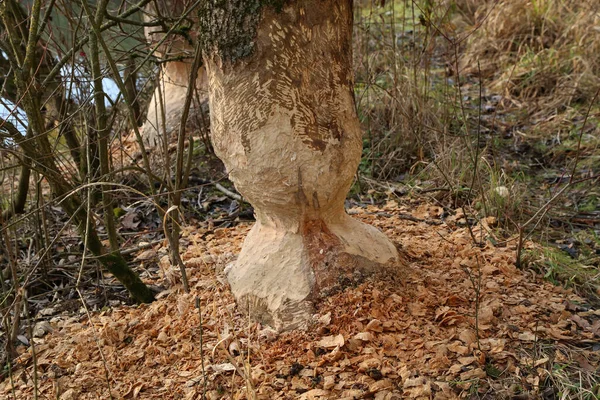 Primer Plano Tronco Hojas Otoño Suelo — Foto de Stock