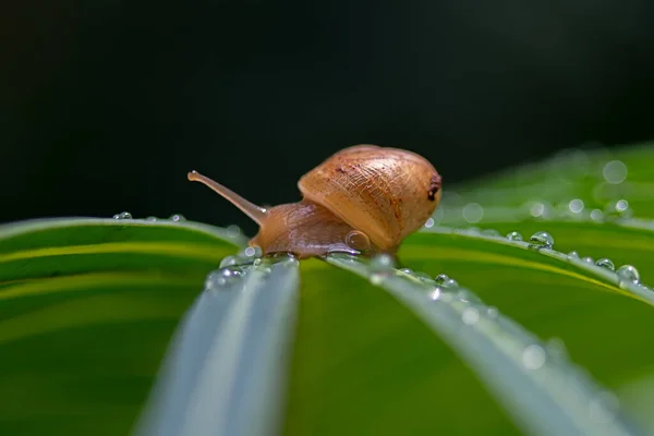 Gros Plan Une Lymnaeidae Sur Une Feuille Verte — Photo