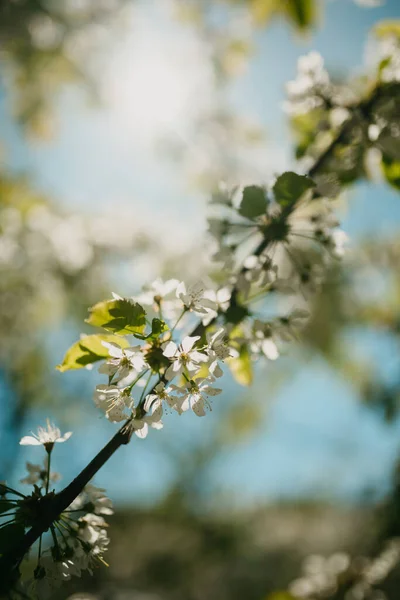 Eine Flache Aufnahme Von Kirschblüten Mit Verschwommenem Hintergrund — Stockfoto